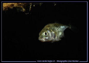 Yesterday's dive in a small lake not far from home. Just ... by Michel Lonfat 